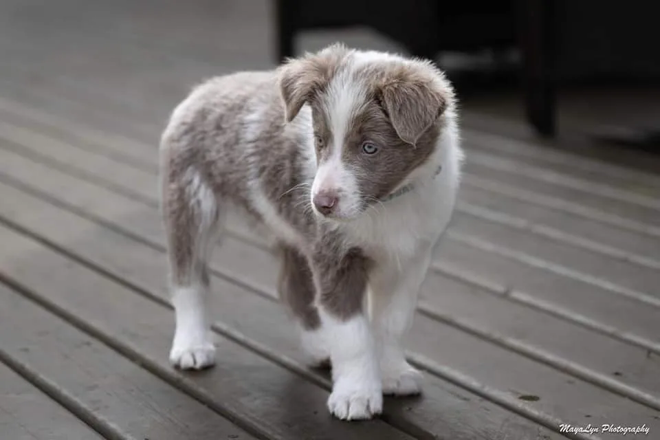 Lilac Border Collie Puppies