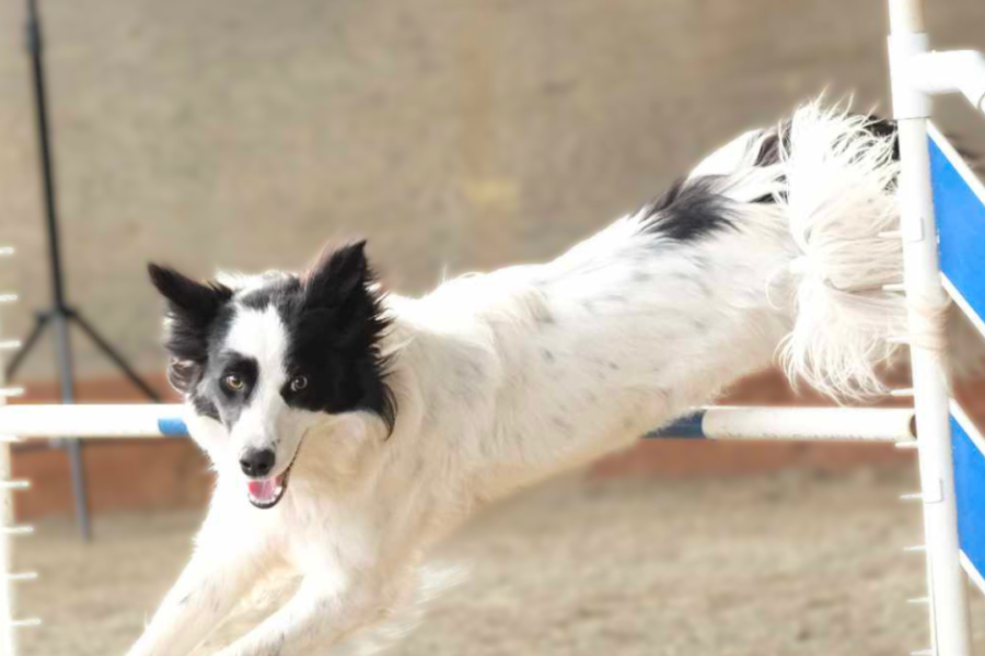 Border Collie Puppy Health and Wellness
