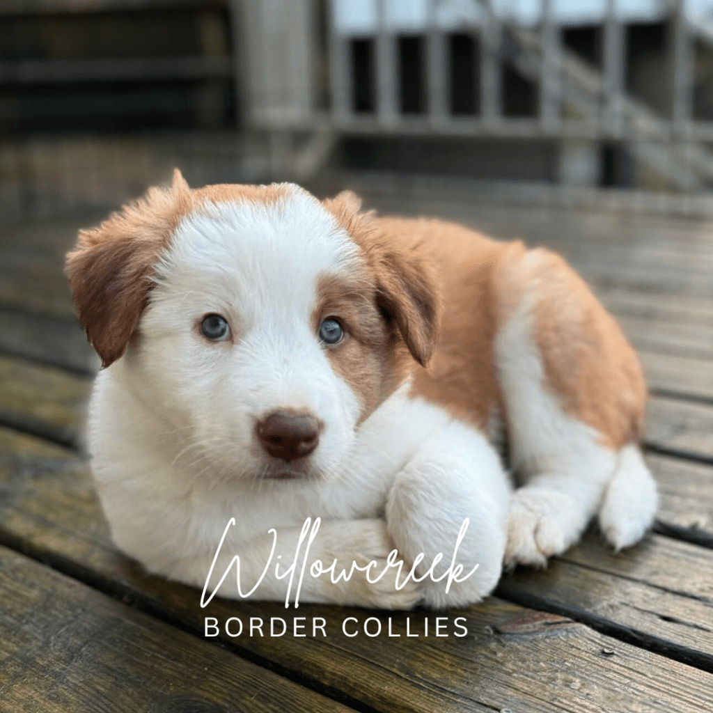 Welcoming your border collie puppy home