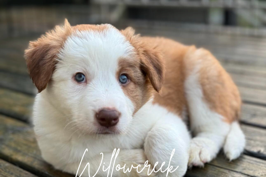 Welcoming Your Border Collie Puppy Home: A Guide to the First Month