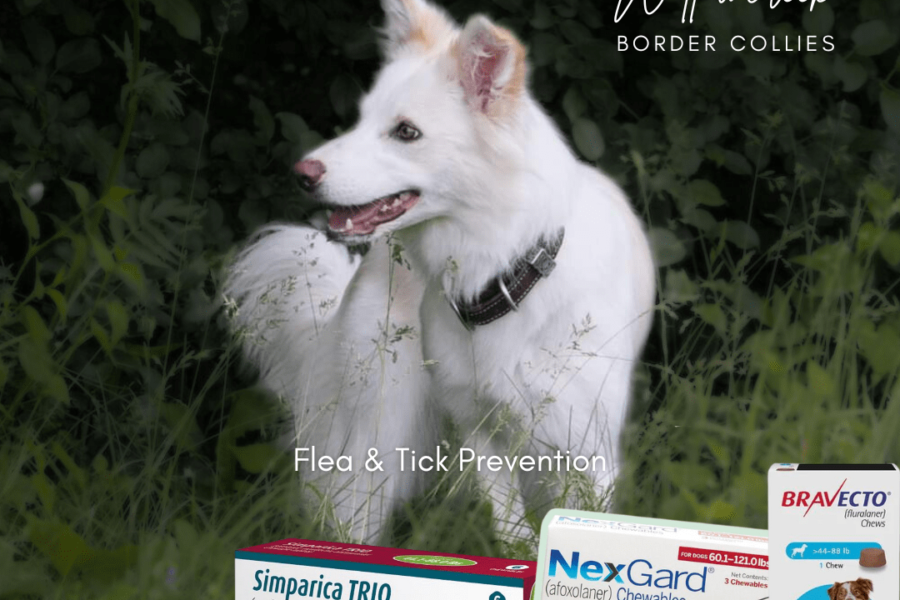Flea and Tick Medicines: What is the best option?