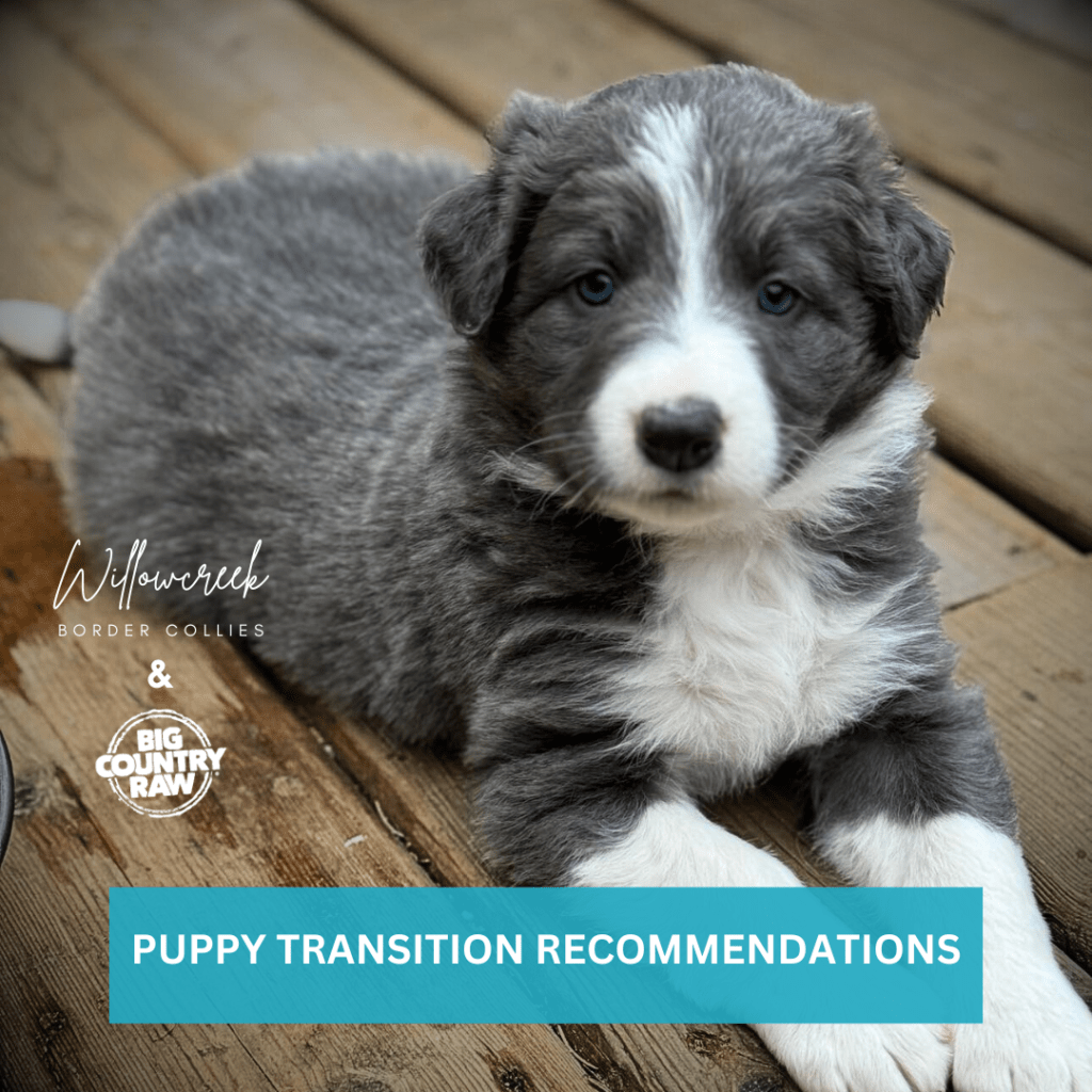 Transitioning your border collie puppy to raw