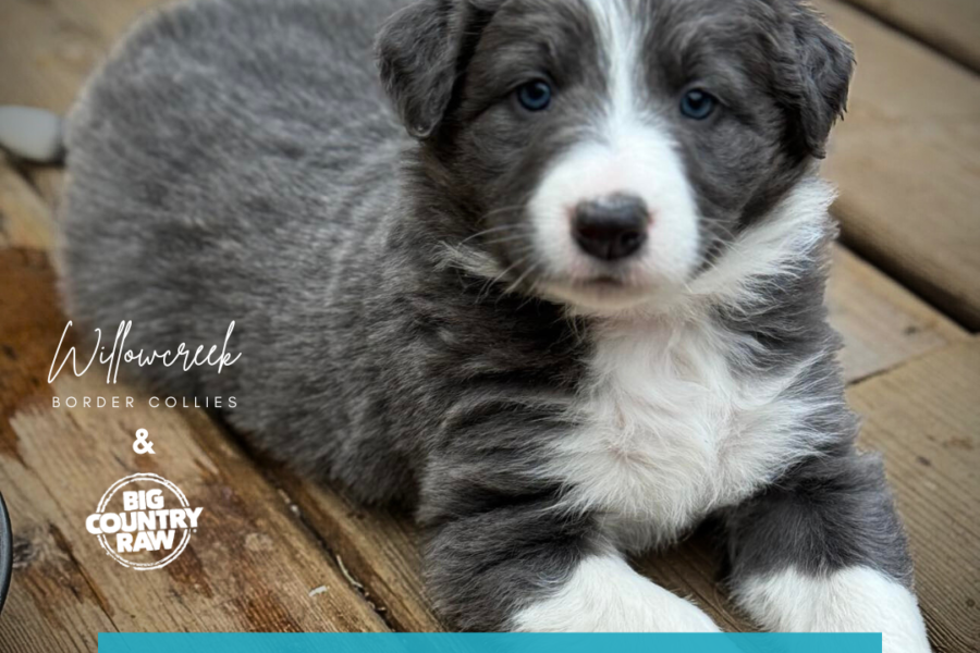 Transitioning your border collie puppy to raw
