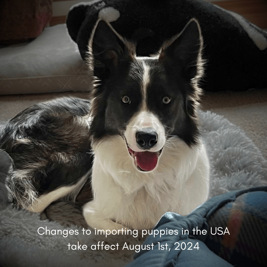 CDC CHANGES TO IMPORTING PUPPIES TO THE USA. All dogs under 6 months