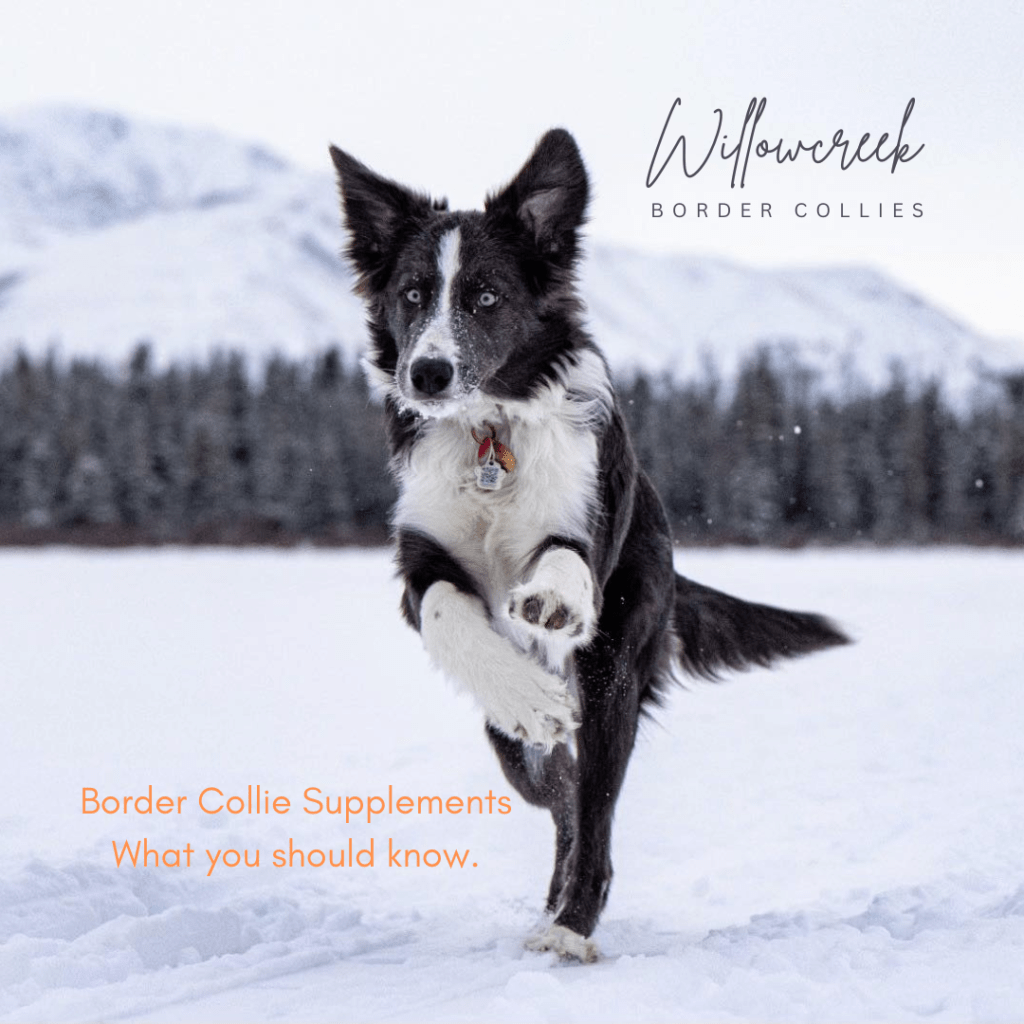 Supplements for Border Collies