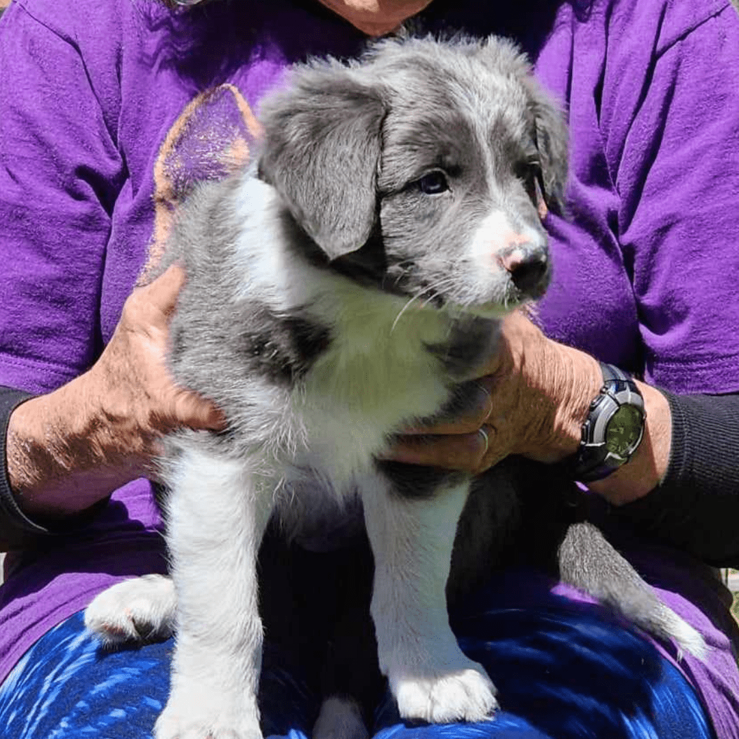 Blue and white border collie puppies